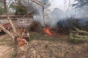 जंगल में लगी भीषण आग हजारों पेड़ों के जलने की आशंका 